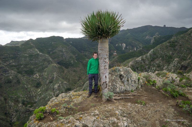 Одинокое дерево на смотровой Montaña de Tafada