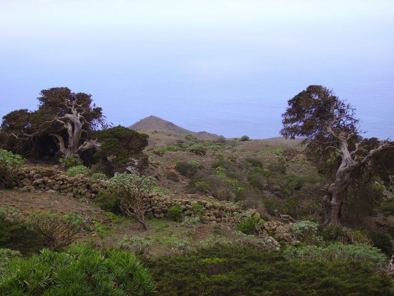 Можжевеловый лес (El Sabinar)