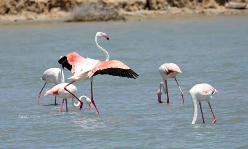 Мар Менор (Mar Menor)