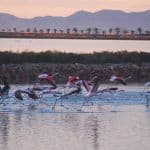 Мар Менор (Mar Menor)