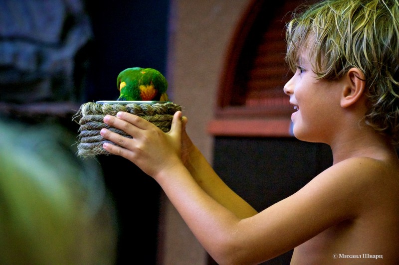 Мальчик кормит попугаев