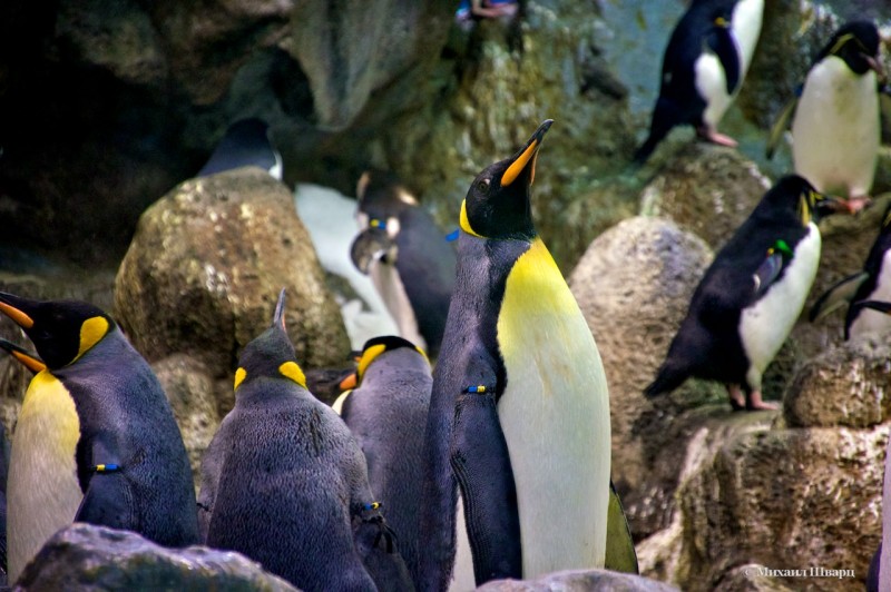 Потом королевские пингвины