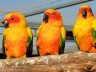Сад попугаев в Беникарло 3