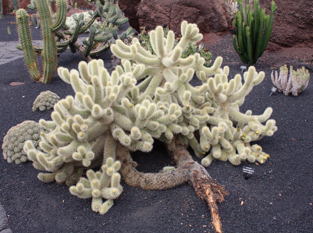 Кактусы а перке Jardín de Cactus (фото: Fernando)