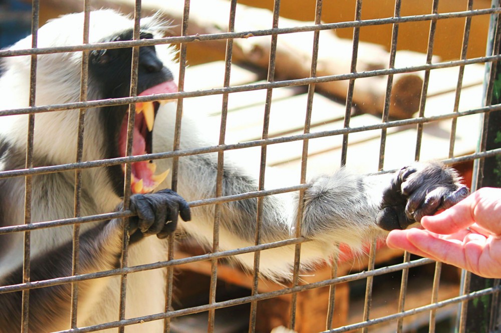 Недружелюбная обезьянка за решеткой (фото: BumpCap)