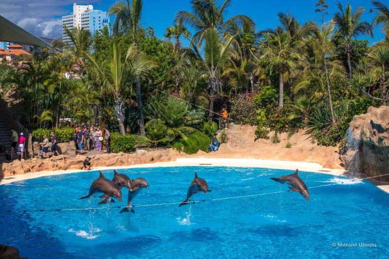 Шоу дельфинов в Лоро Парке
