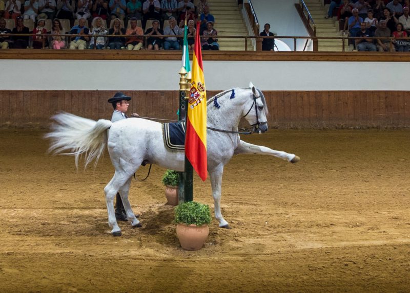 Шоу "Как танцуют андалузские лошади"