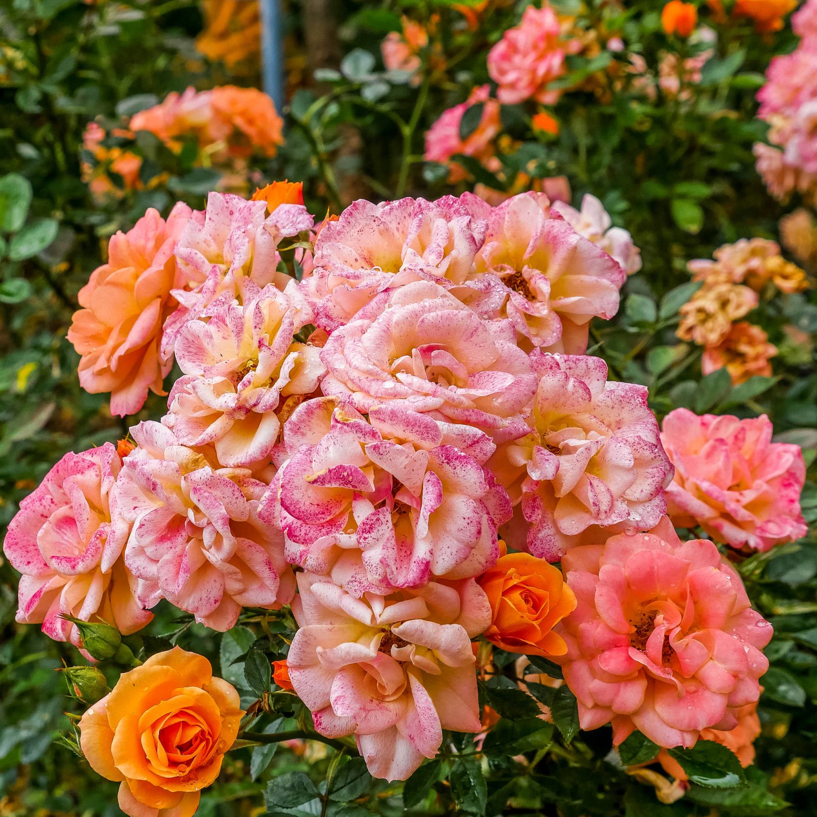 Много роз (фото: Françoise et Gérard)