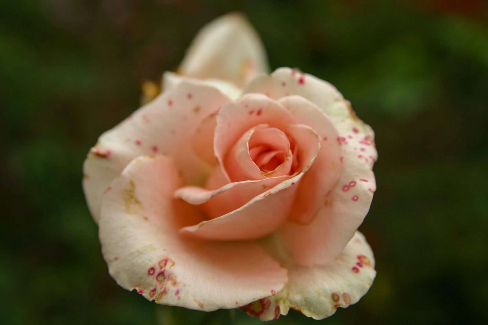 Белая роза (фото: Eduardo-Martín Larequi García)
