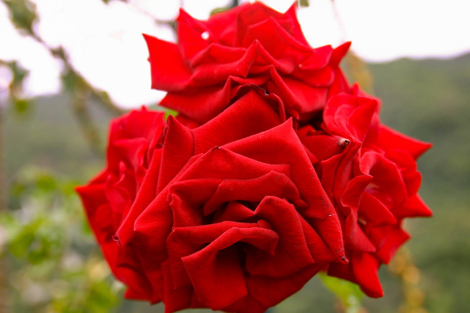 Красная роза (фото: Eduardo-Martín Larequi García)
