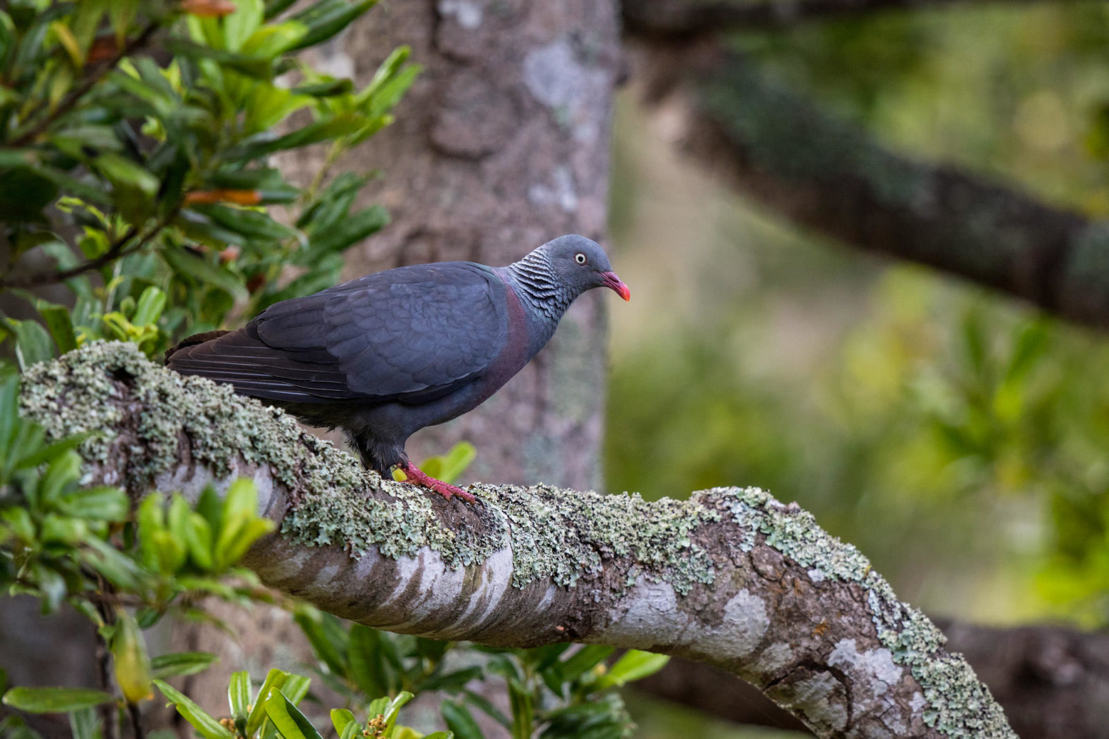 Мадейрский голубь – эндемик острова (фото: Erik Wahlgren)