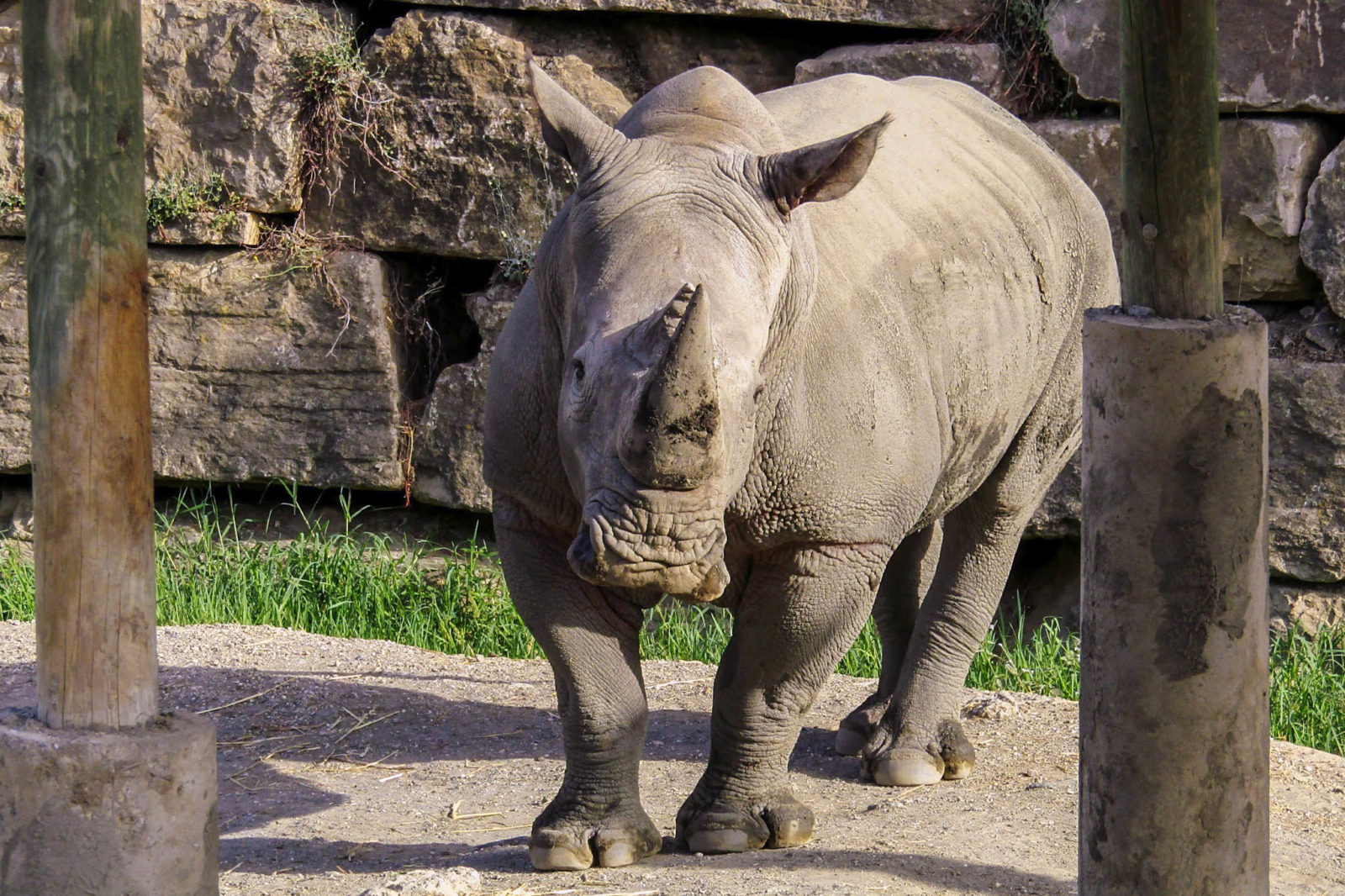 Носорог в парке Сельво Авентура (фото: Tímea Ambrus)