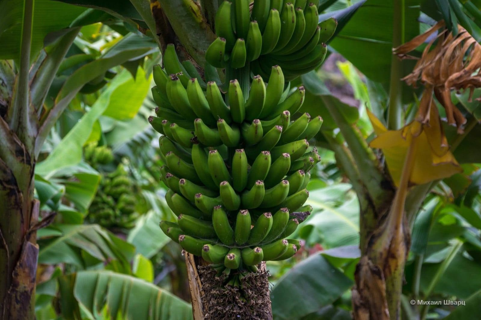 Как растут бананы на Канарах