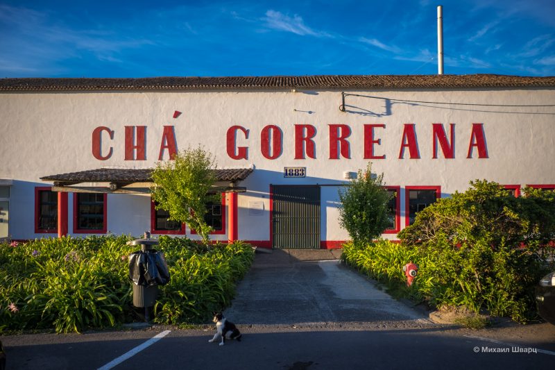 Чайная фабрика Ча Горреана (Fábrica de Chá Gorreana)