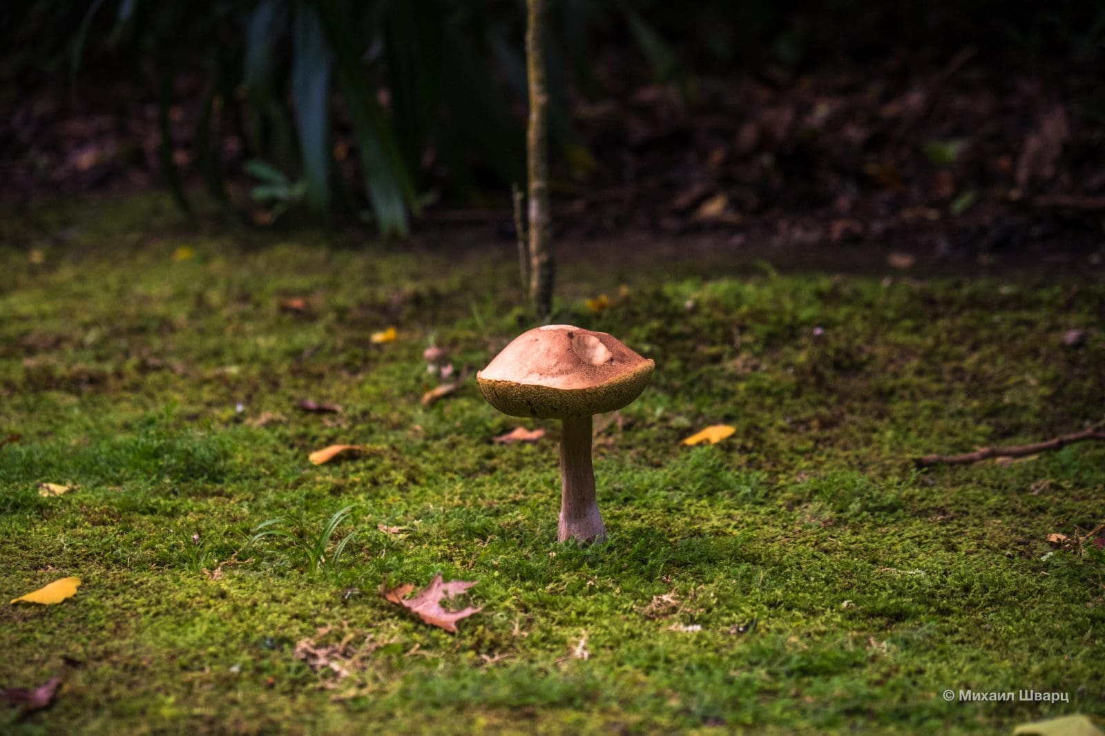 В парке растут грибы