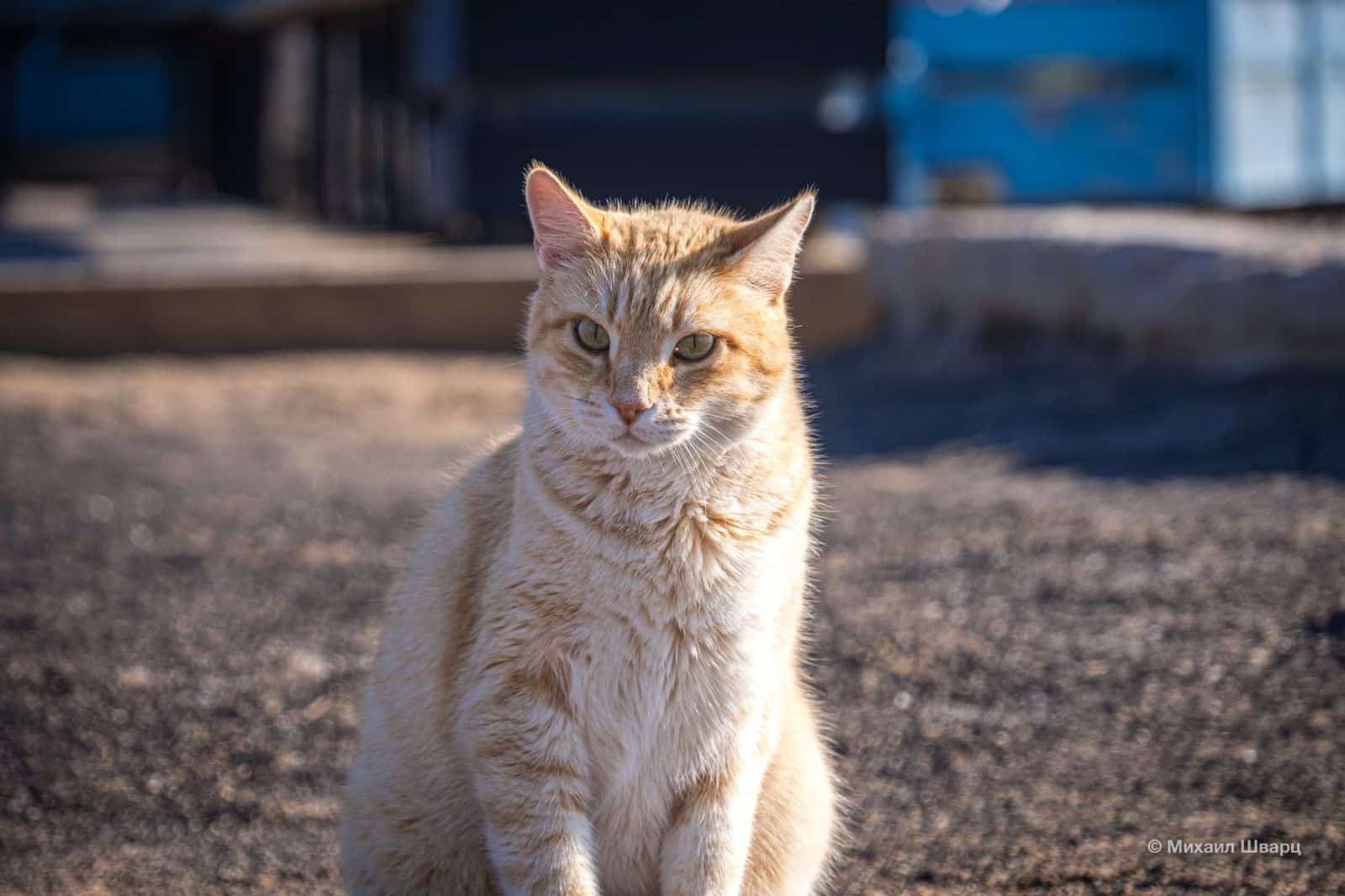 Уличный котик, житель города Калета-де-Фусте