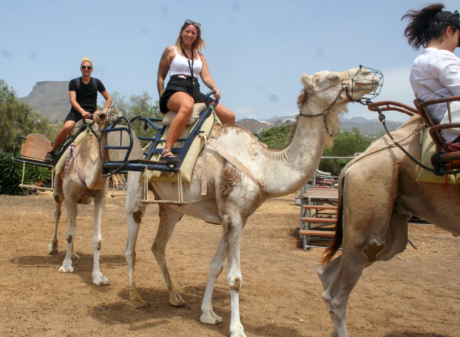 Riding a friendly camel