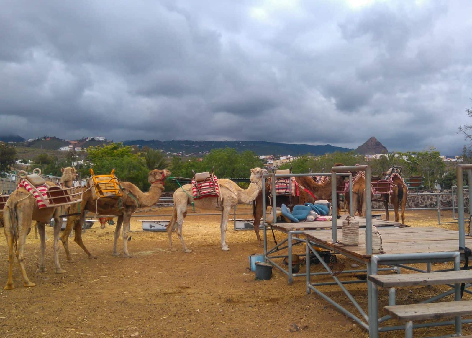 Camel rides