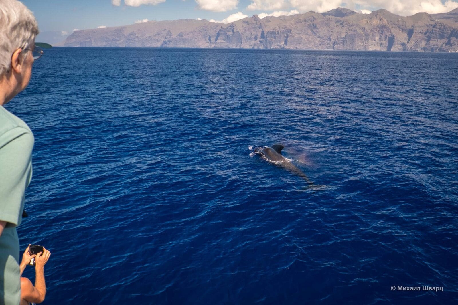 Whale watching is one of the most popular activities in Tenerife